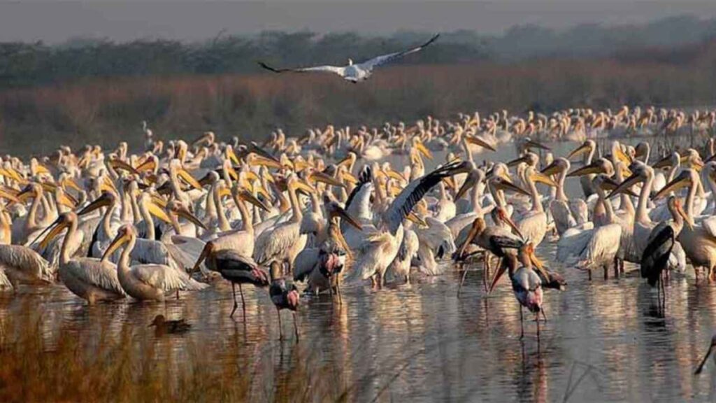 Khijadiya Bird Sanctuary